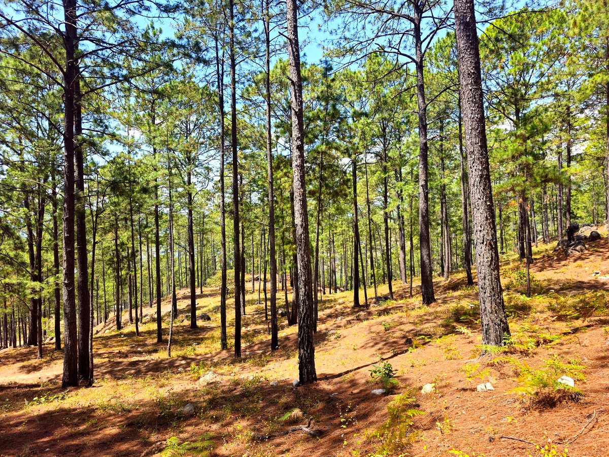 Bosque de pinos en lotes Valle de Ángeles Honduras — Retiro del Valle